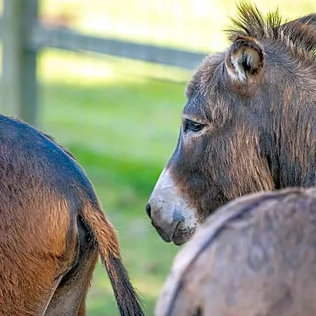Ben's - De Hollandse Boerderij *